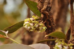 Smithsonia viridiflora
